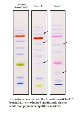 Doğrudan yükleme Renkli Prestained Protein Marker 10-180kDa Biyokimyasal Reaktif