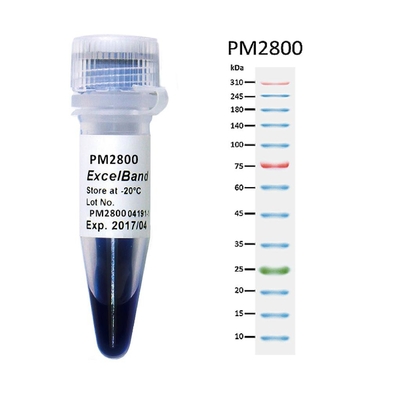 11 Bant 9-180KDA Mavi Yüksek Menzilli Protein Markörü 2x250ul 3 Renk 25-300kDa