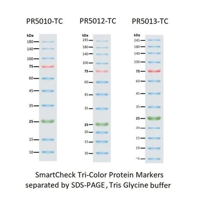 III 12-190KDa Jel Elektroforezi için Prestained Protein Marker Merdiveni
