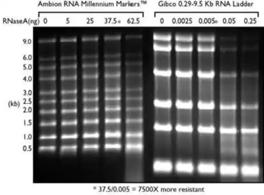 Düşük Aralıklı SsRNA Merdiveni ve RNA İşaretleyicisi, Formamid RNA Merdiveni 0.125-6.0Kb