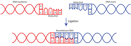 Araştırma Kullanım Quick T4 DNA Ligaz 400 U/UL Biyokimyasal Reaktif